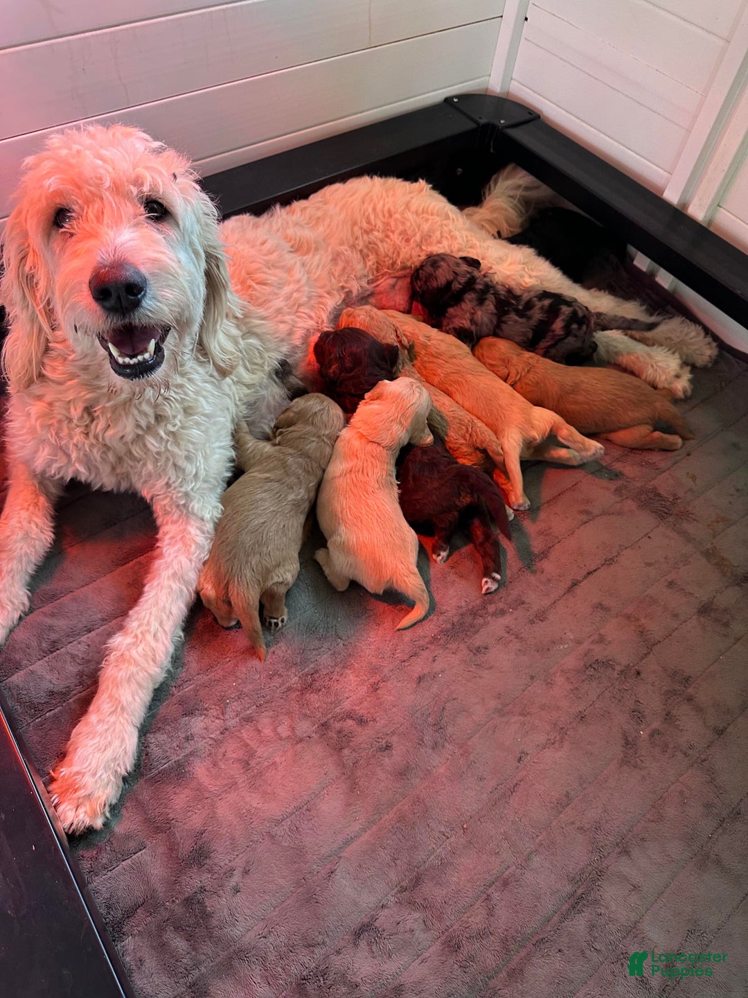 Swallow for sale in Livermore Lancaster Puppies