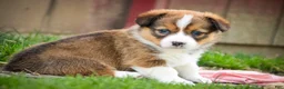 Welsh Corgi Pembroke dogs for sale: Giselle - Ad 4