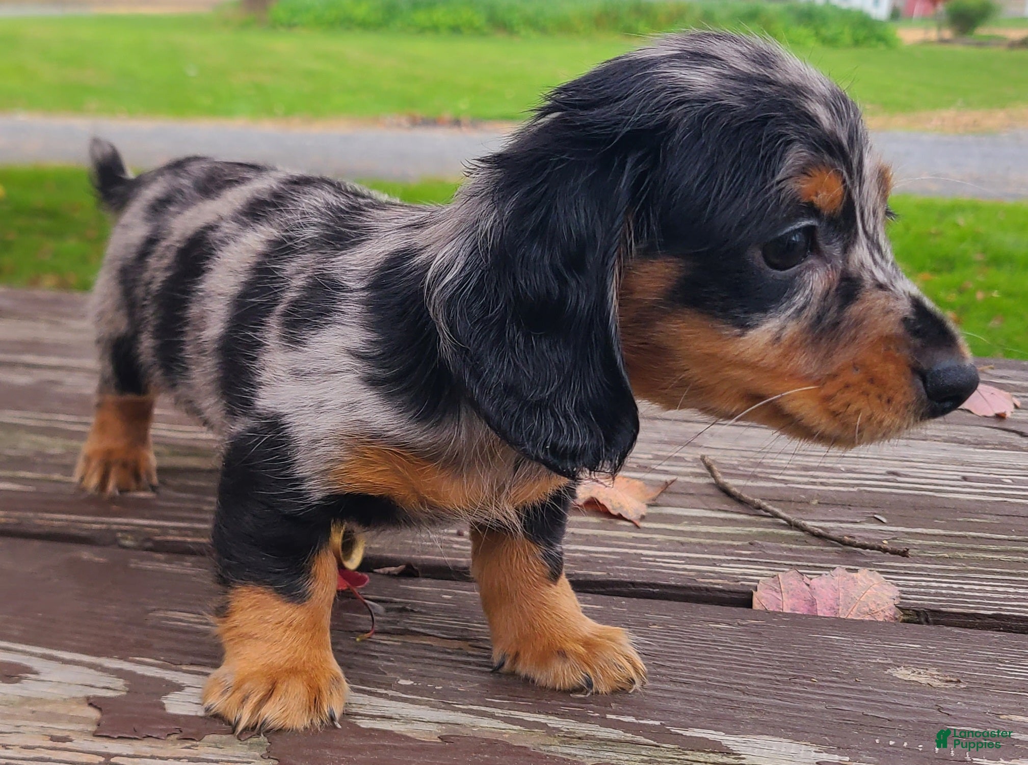 Miniature Dachshund dogs for sale: Kipper - Ad 2
