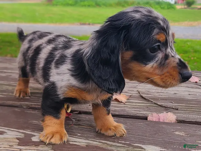 Miniature Dachshund dogs for sale: Kipper - Ad 2