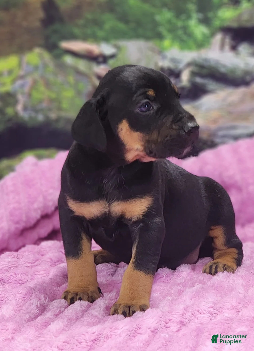 Catahoula Leopard Dog dogs for sale: Luna 2025 Female 4 - Ad 5