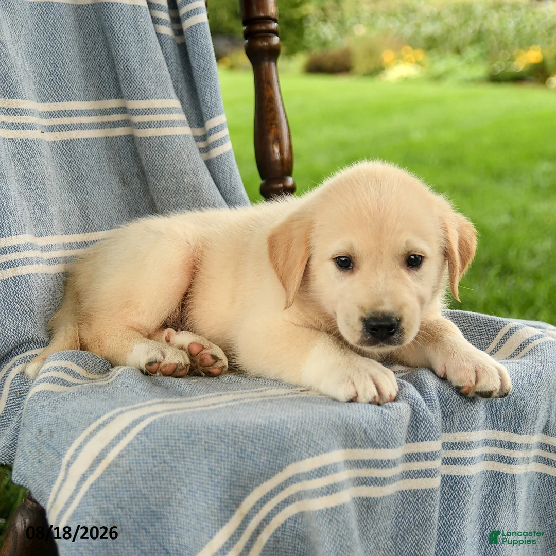 Mixed Breed dogs for sale: Cooper - Ad 3
