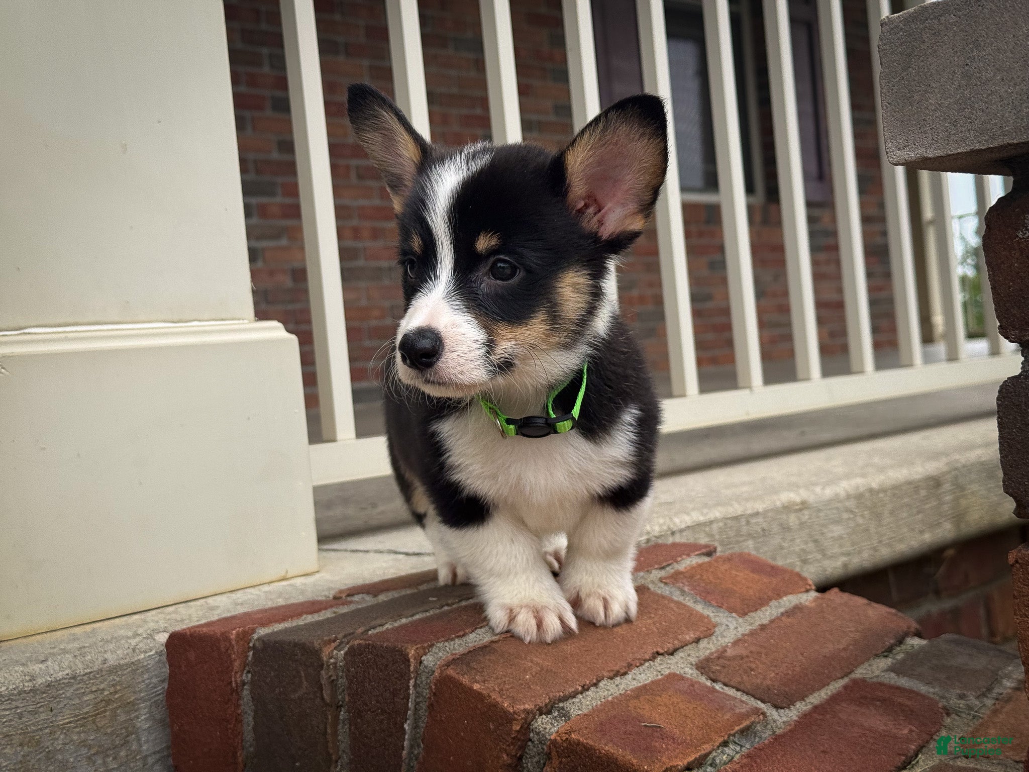 Welsh Corgi Pembroke dogs Zed - Ad 2