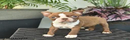 Boston Terrier dogs for sale: Wellington - Ad 4