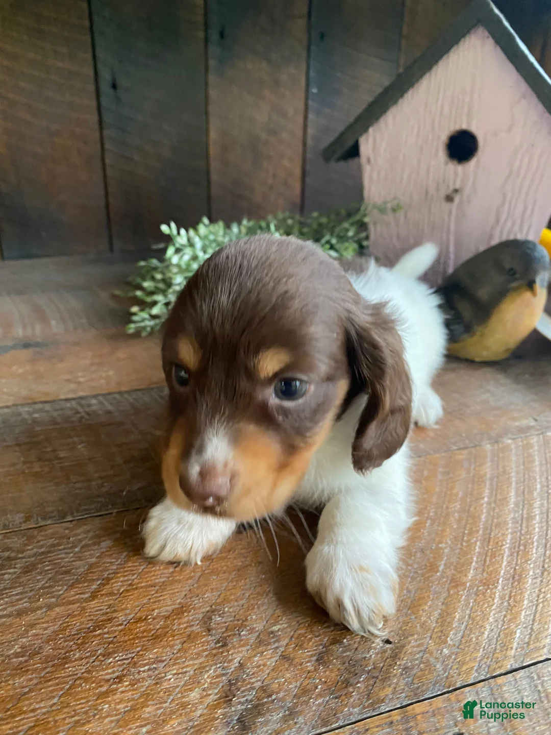 Miniature Dachshund dogs for sale: Precious - Ad 13