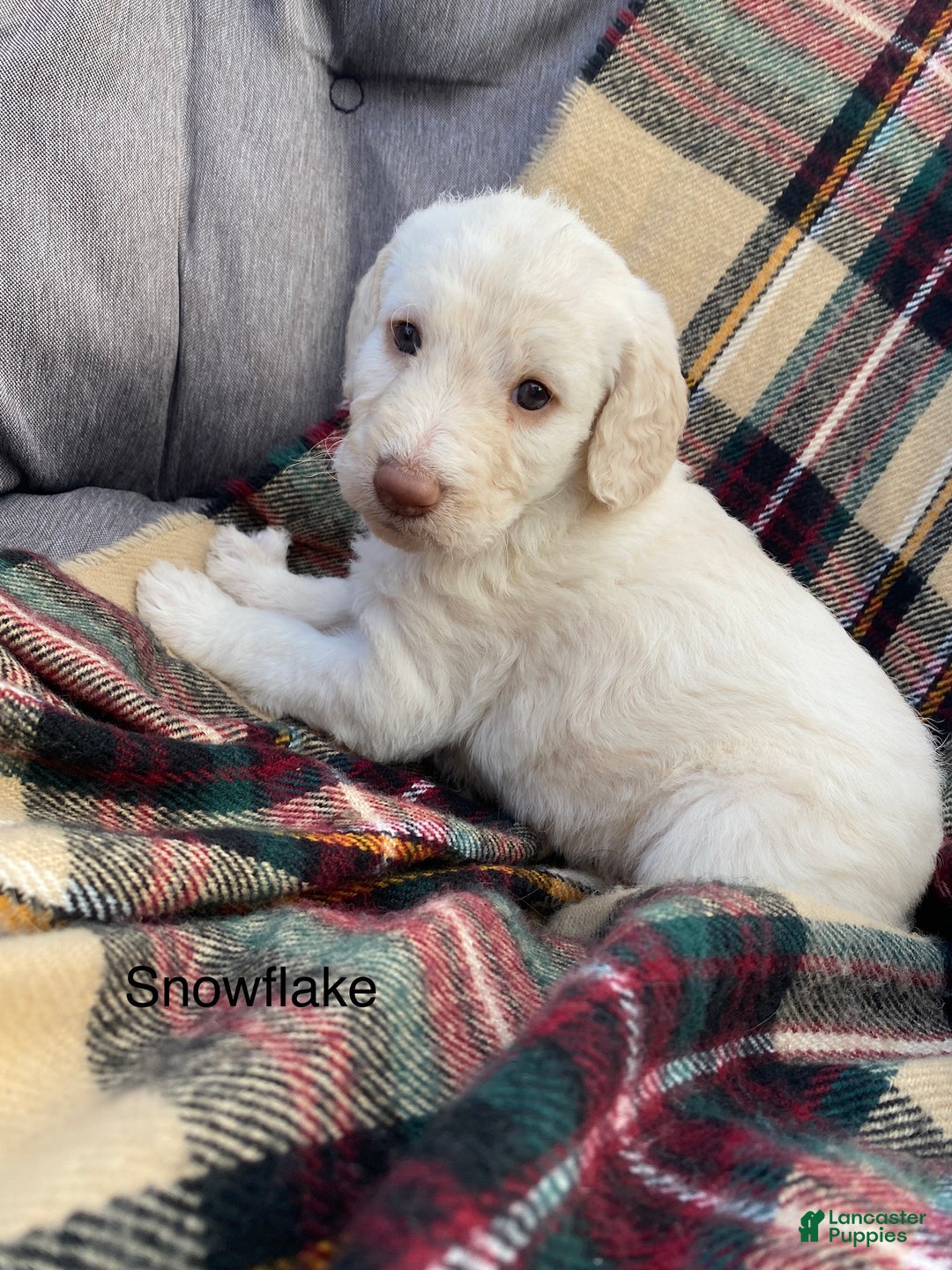 Labradoodle dogs for sale: Snowflake - Ad 18