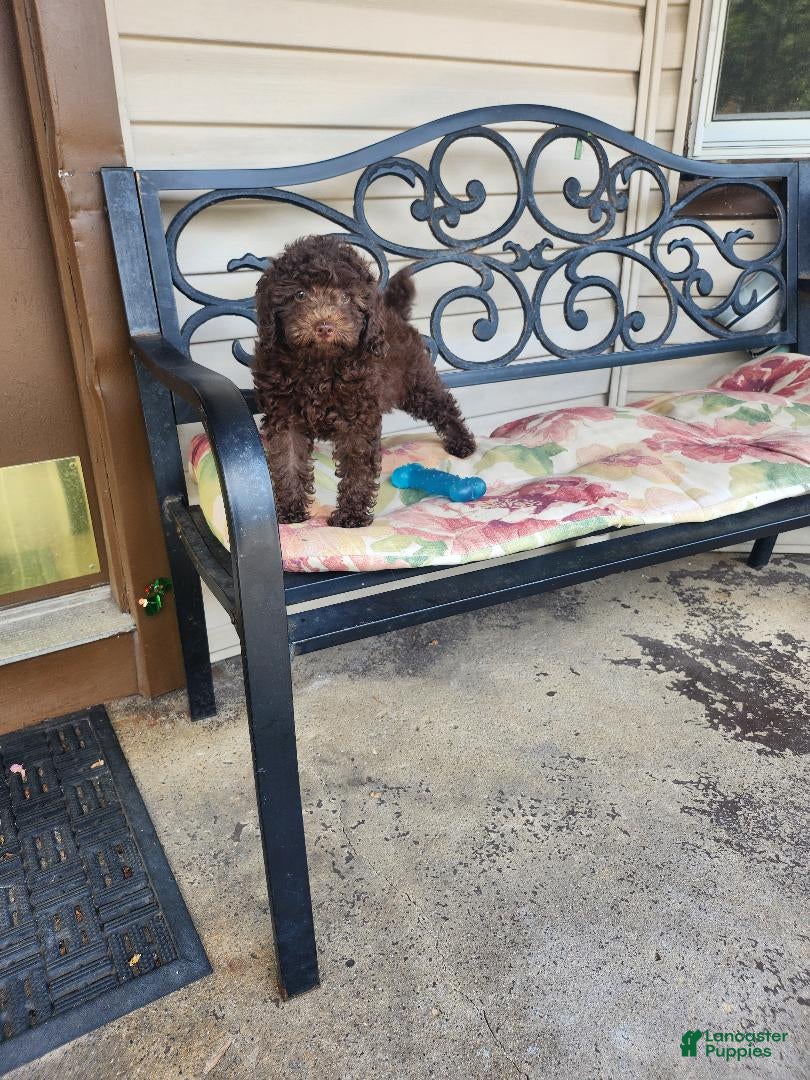 Toy Poodle dogs Latte - Ad 23