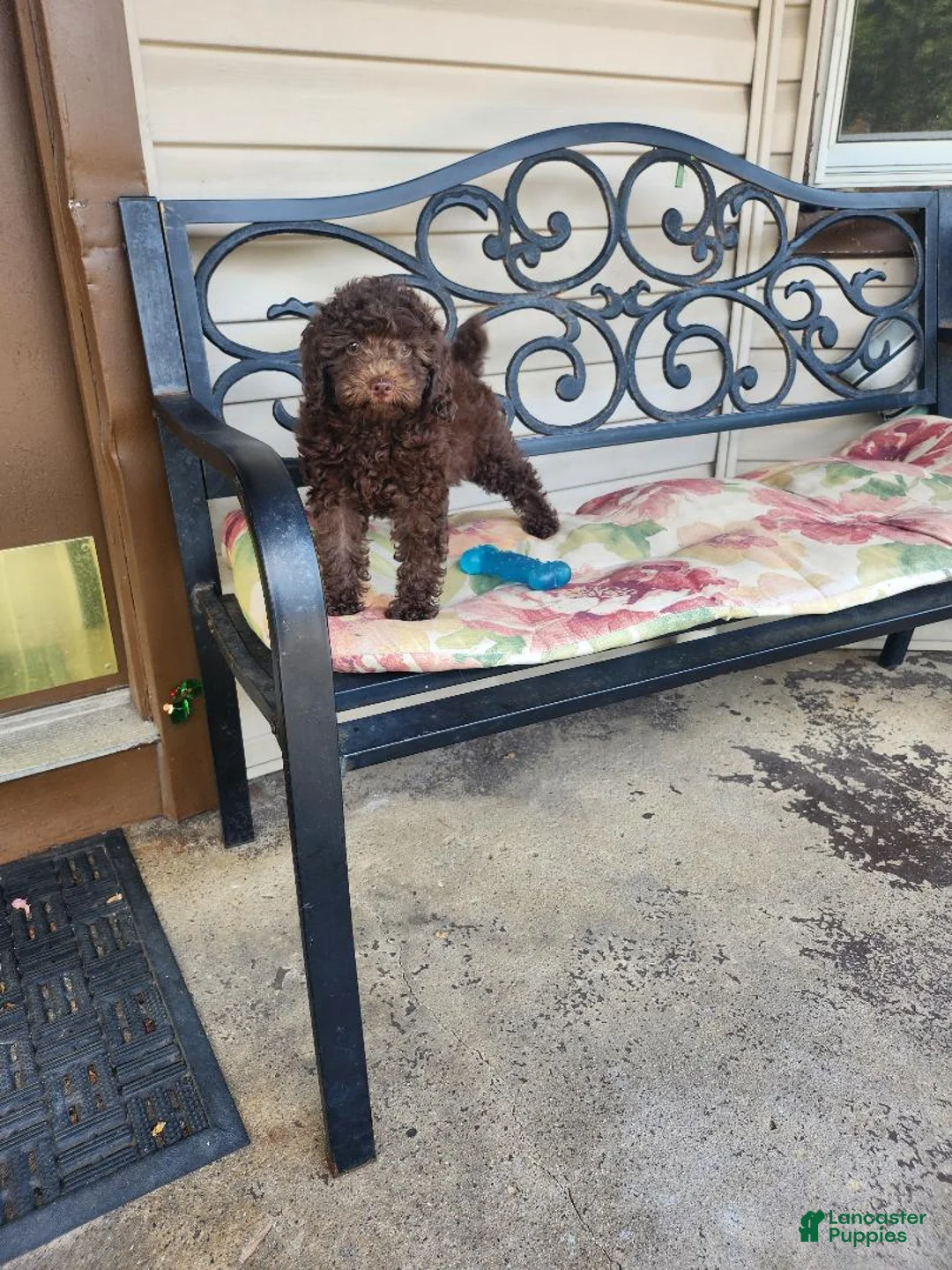 Toy Poodle dogs for sale: Latte - Ad 1