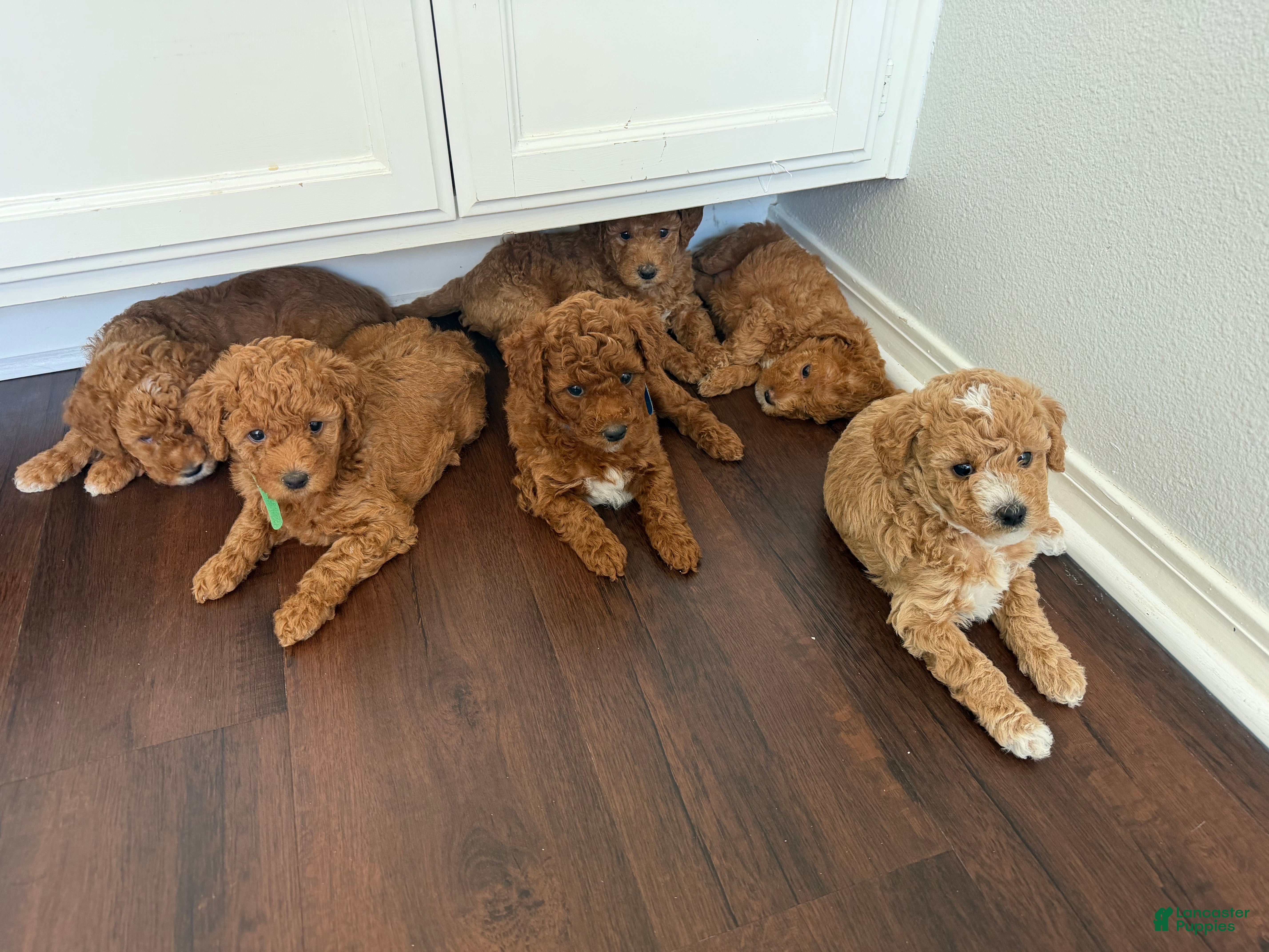 Mixed Breed dogs     Daisy -Mini Labradoodle | Los Angeles Area | Ready for Rehoming  - Ad 2