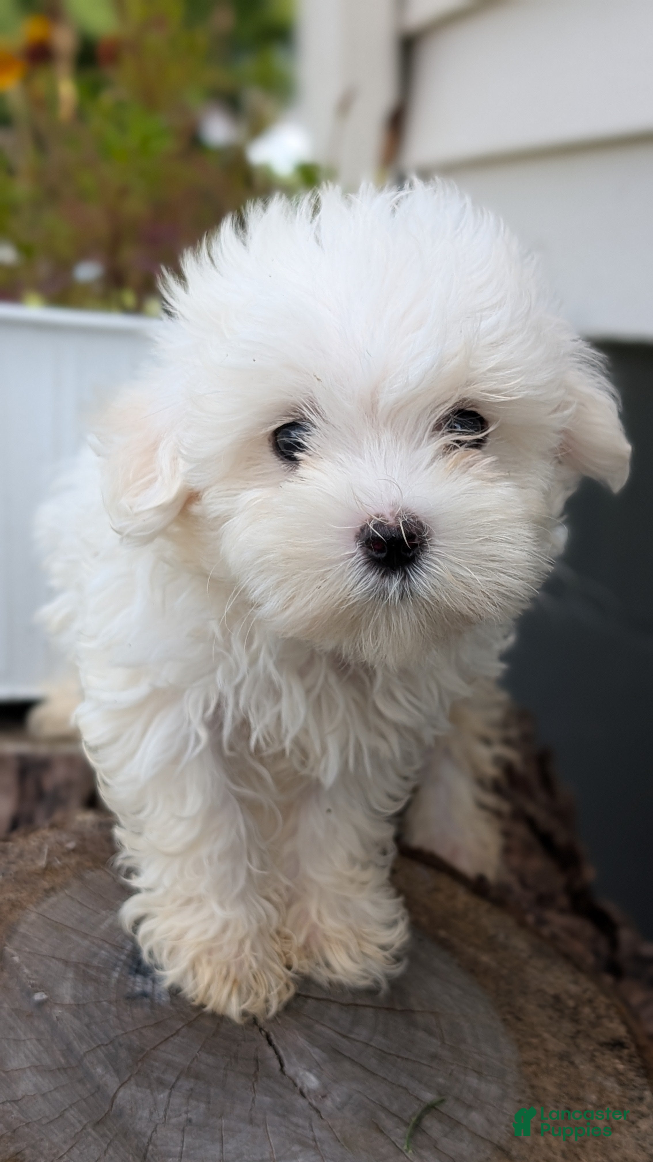 Maltese dogs Teddy - Ad 2