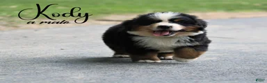 Bernese Mountain Dog 7