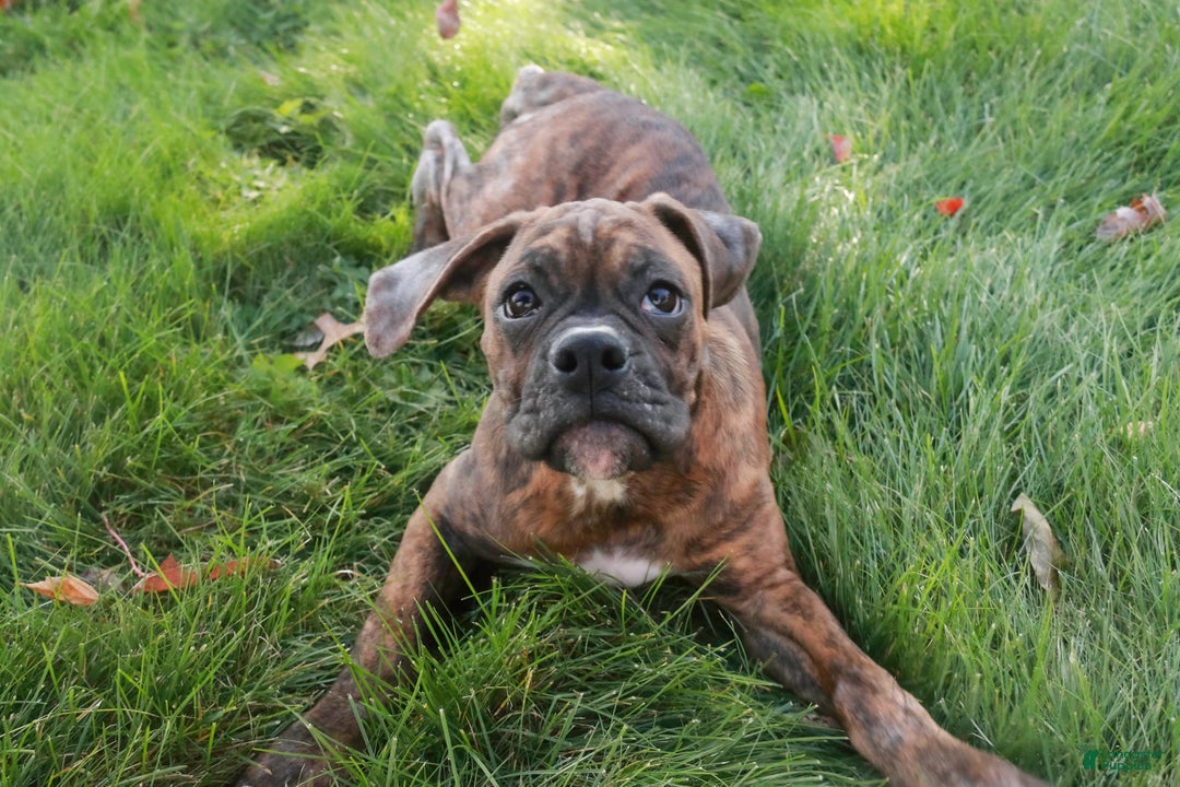 Boxer dogs for sale: Oakley - Ad 7