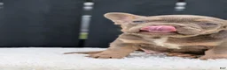 French Bulldog dogs for sale: Yeti - Ad 33
