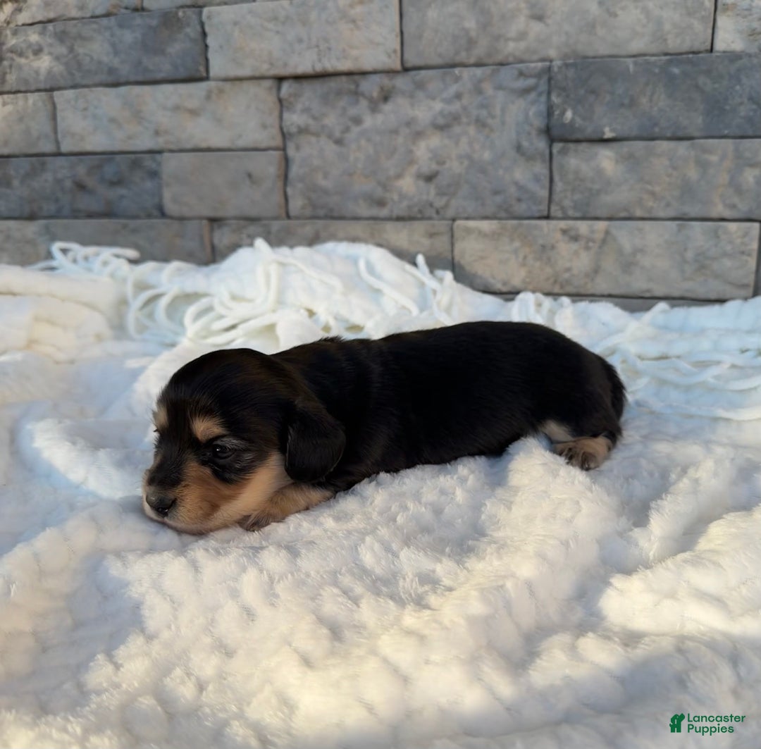 Miniature Dachshund dogs for sale: Daisy - Ad 2