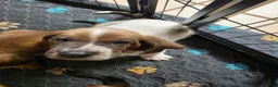 Basset Hound dogs for sale: 💙 READY NOW blue collar - Ad 7
