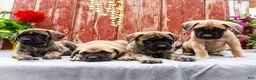 English Mastiff dogs for sale: Morris - Ad 18
