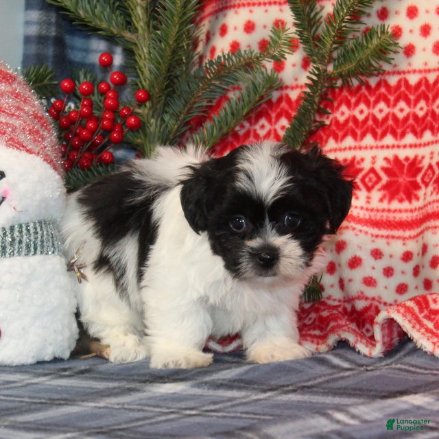 Teddy Bear dogs Hark - Ad 2