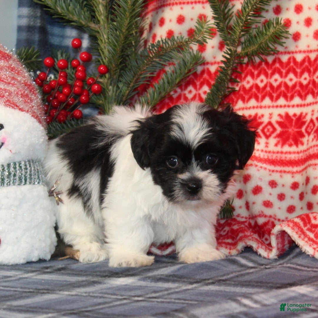 Teddy Bear dogs for sale: Hark - Ad 2