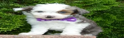 Mini Aussiedoodle dogs for sale: Mini Aspen - Ad 3
