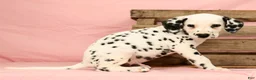 Dalmatian dogs for sale: Ringo - Ad 7