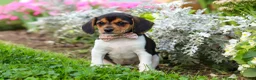 Beagle dogs for sale: Paisley - Ad 7