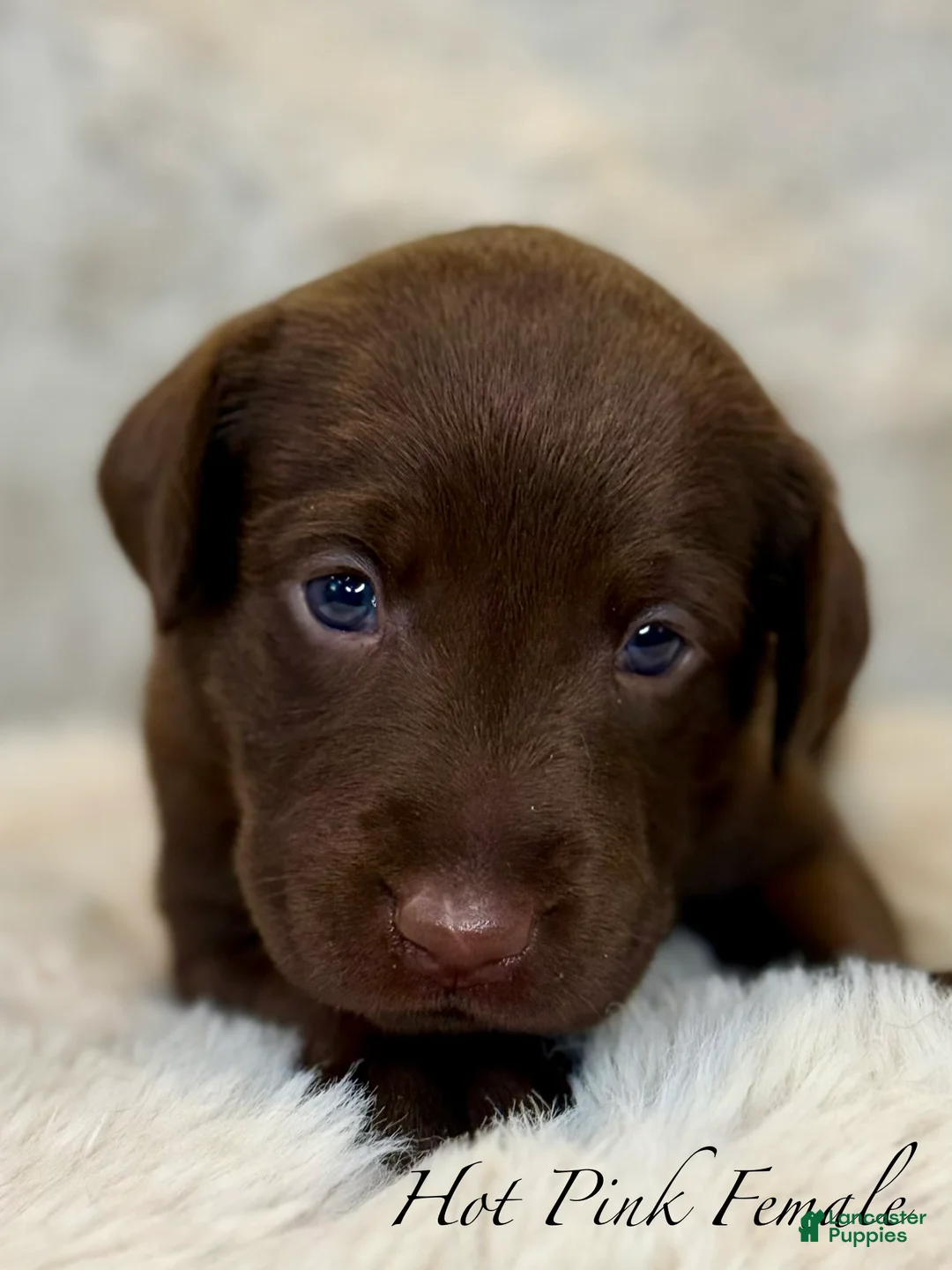 Labrador Retriever dogs for sale: Hot Pink Female - Ad 1
