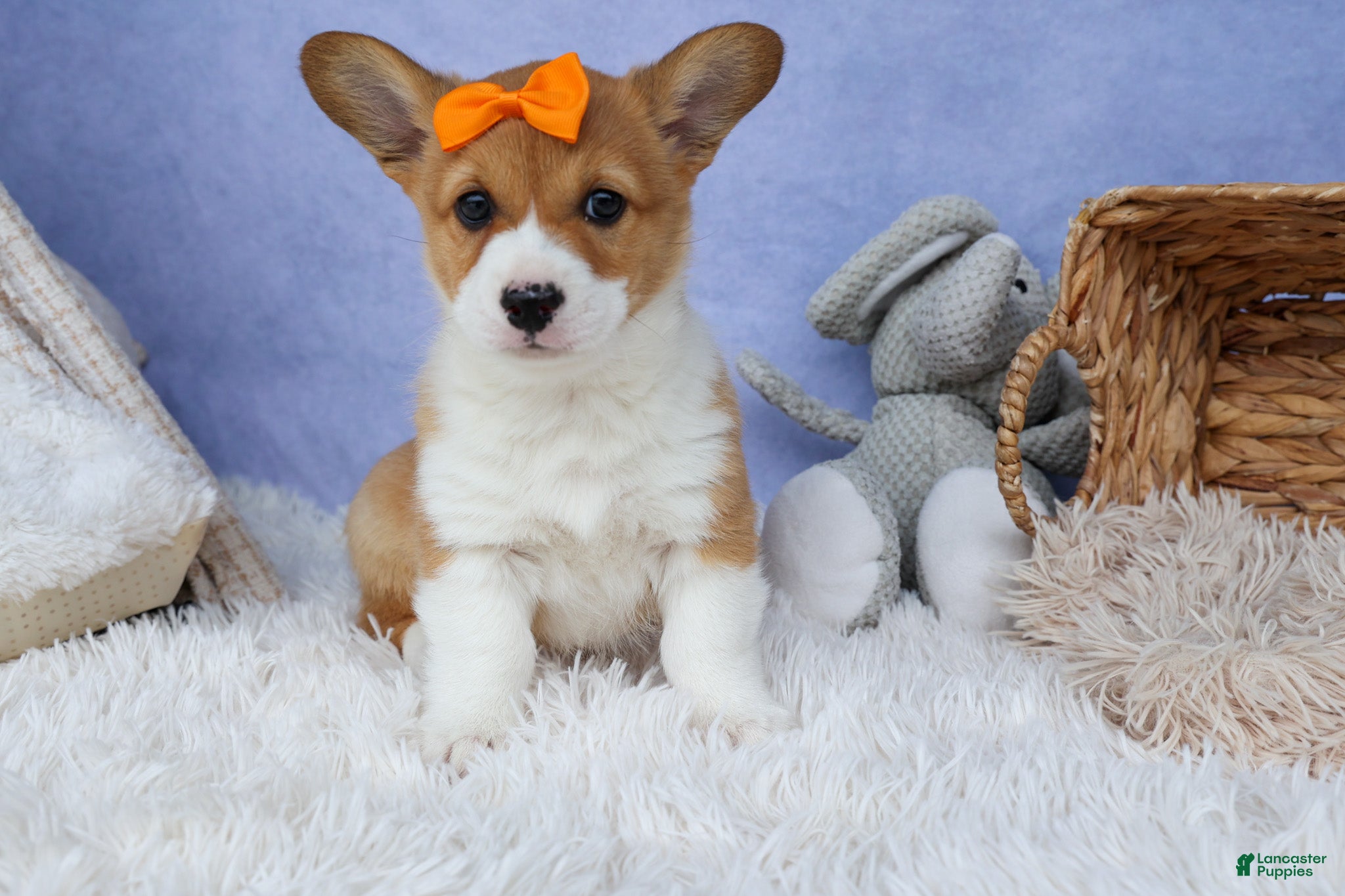 Welsh Corgi Pembroke dogs 🐾 MEET WIGGLES 🐶❤️ - Ad 2