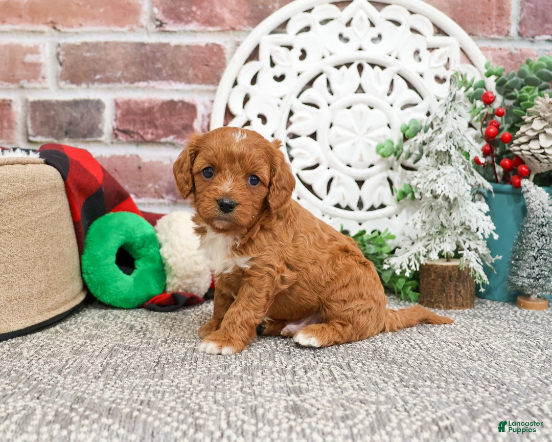 Cavapoo dogs for sale: Baxter - Ad 3