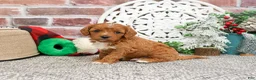 Cavapoo dogs for sale: Baxter - Ad 8