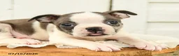 Boston Terrier dogs for sale: Caleb - Ad 5
