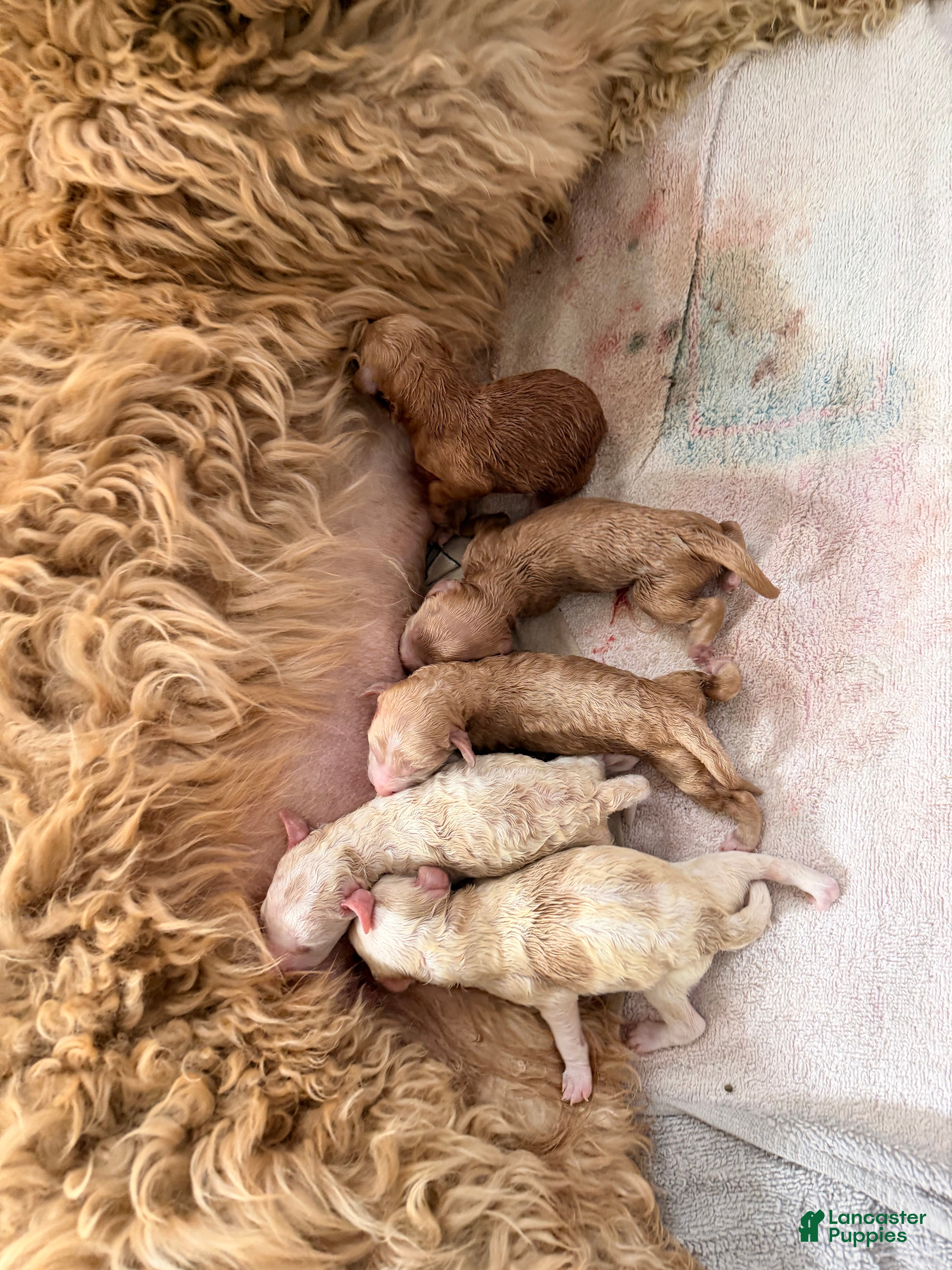 Goldendoodle dogs Daisy  - Ad 7