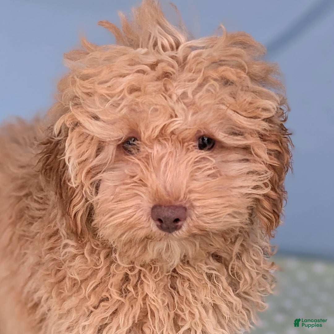 Toy Poodle dogs for sale: Radiatori - Ad 1