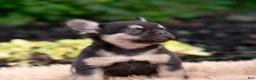 French Bulldog dogs for sale: Queenie - Ad 2
