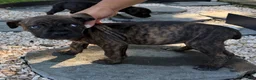South African Boerboels dogs for sale: Blake - Ad 4