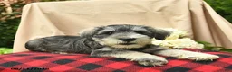 Miniature Schnauzer dogs for sale: Leo  - Ad 5