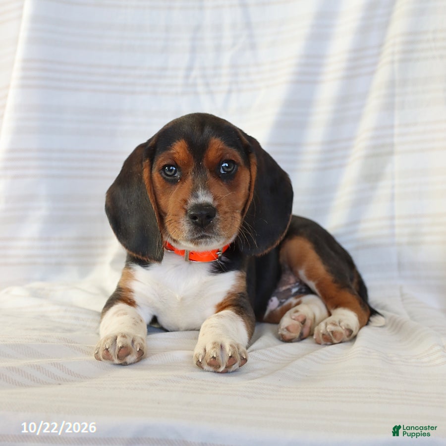 Beagle dogs for sale: Archer - Ad 1