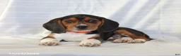 Beagle dogs for sale: Archer - Ad 1