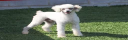 Cavapoo dogs for sale: Ingrid - Ad 9