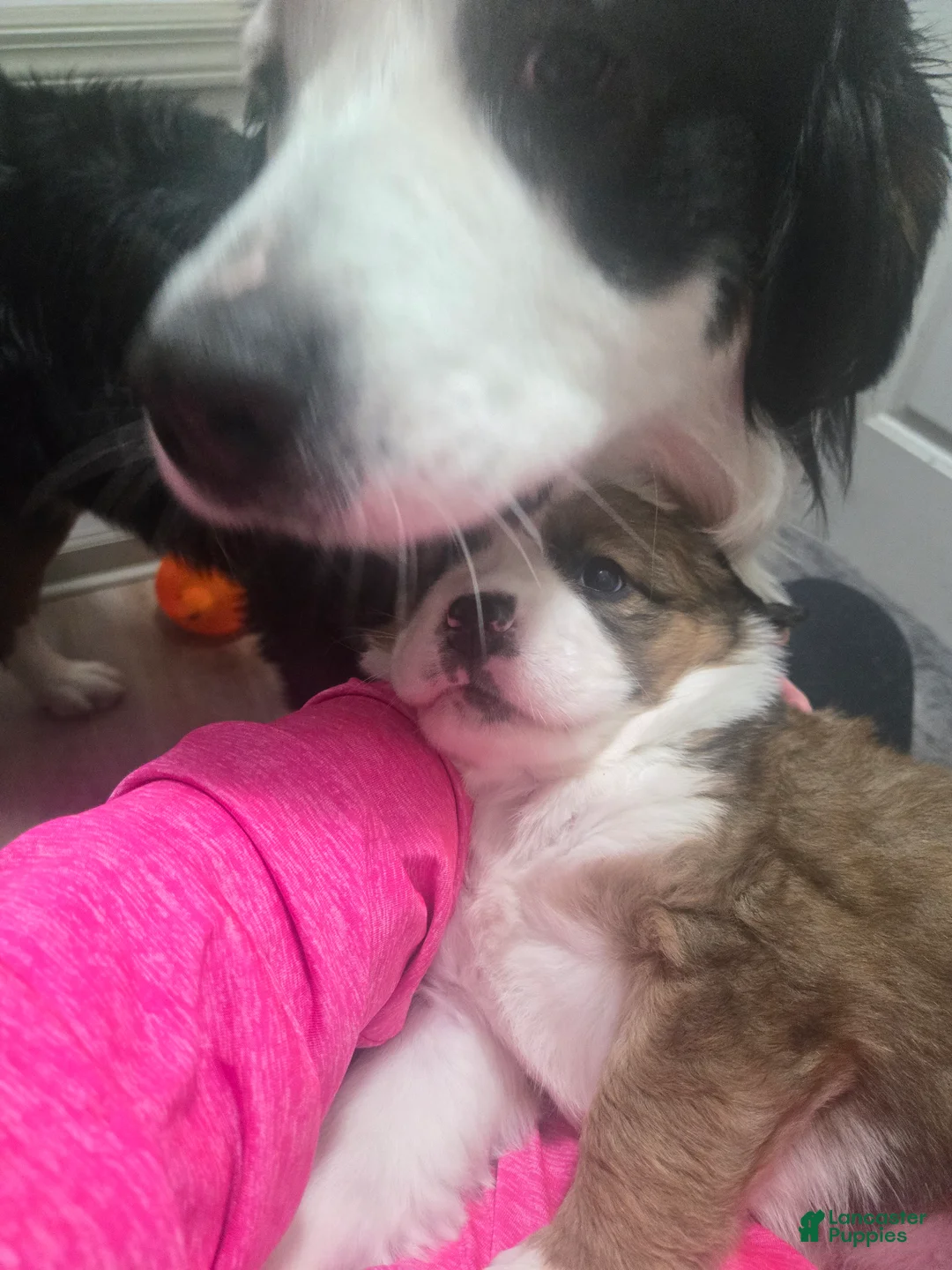 Mixed Breed dogs for sale: Princess - Ad 7