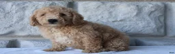 Bichpoo dogs for sale: Max - Ad 4