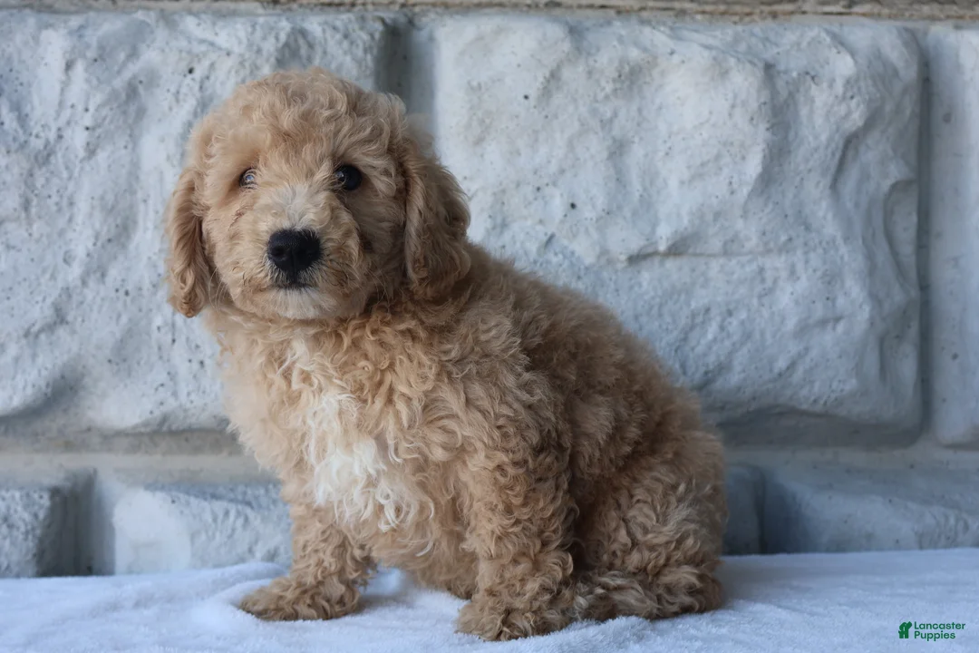 Bichpoo dogs for sale: Max - Ad 4