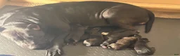 Presa Canario dogs for sale: Presa Canario 1 - Ad 8