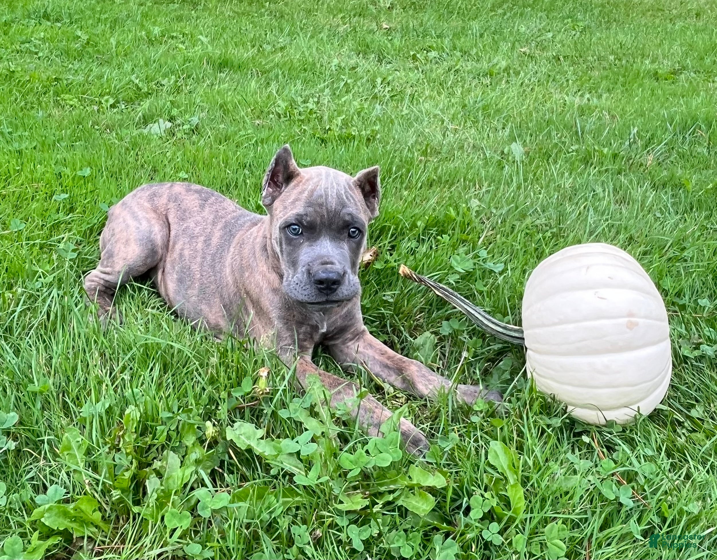 Cane Corso (Cane Corso, Female) in Boston, NY