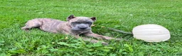 Cane Corso dogs for sale: Cane Corso 3 - Ad 1