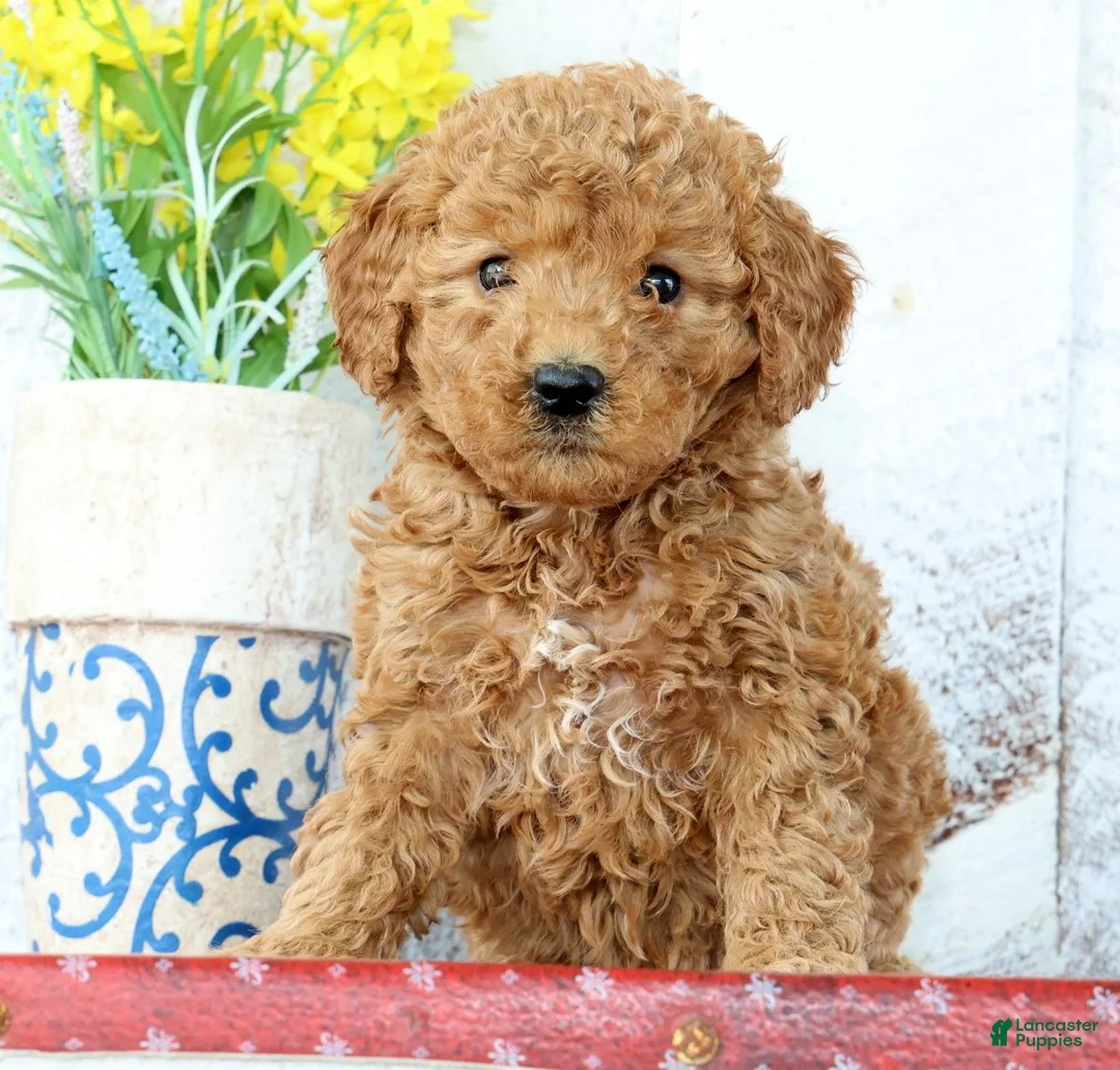 Mini Goldendoodle dogs for sale: Kelsey - Ad 1