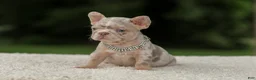 French Bulldog dogs for sale: Digger - Ad 7