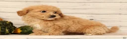 Bichpoo dogs for sale: Oasis - Ad 3
