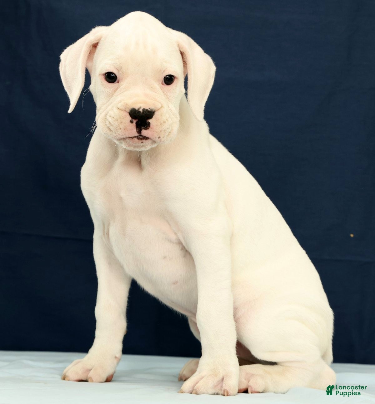 Boxer dogs Jasper - Ad 2
