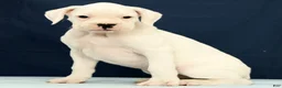 Boxer dogs for sale: Jasper - Ad 2