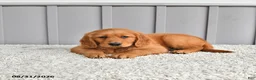 Golden Retriever dogs for sale: Jordan - Ad 2